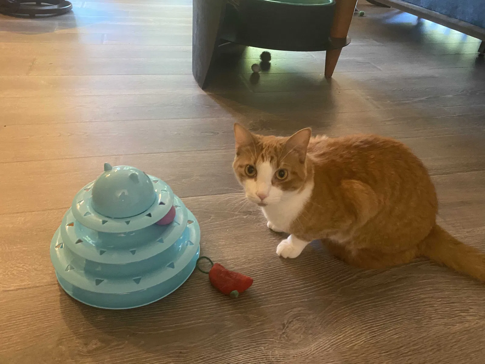 Lost cat in Hixson, TN, 37343