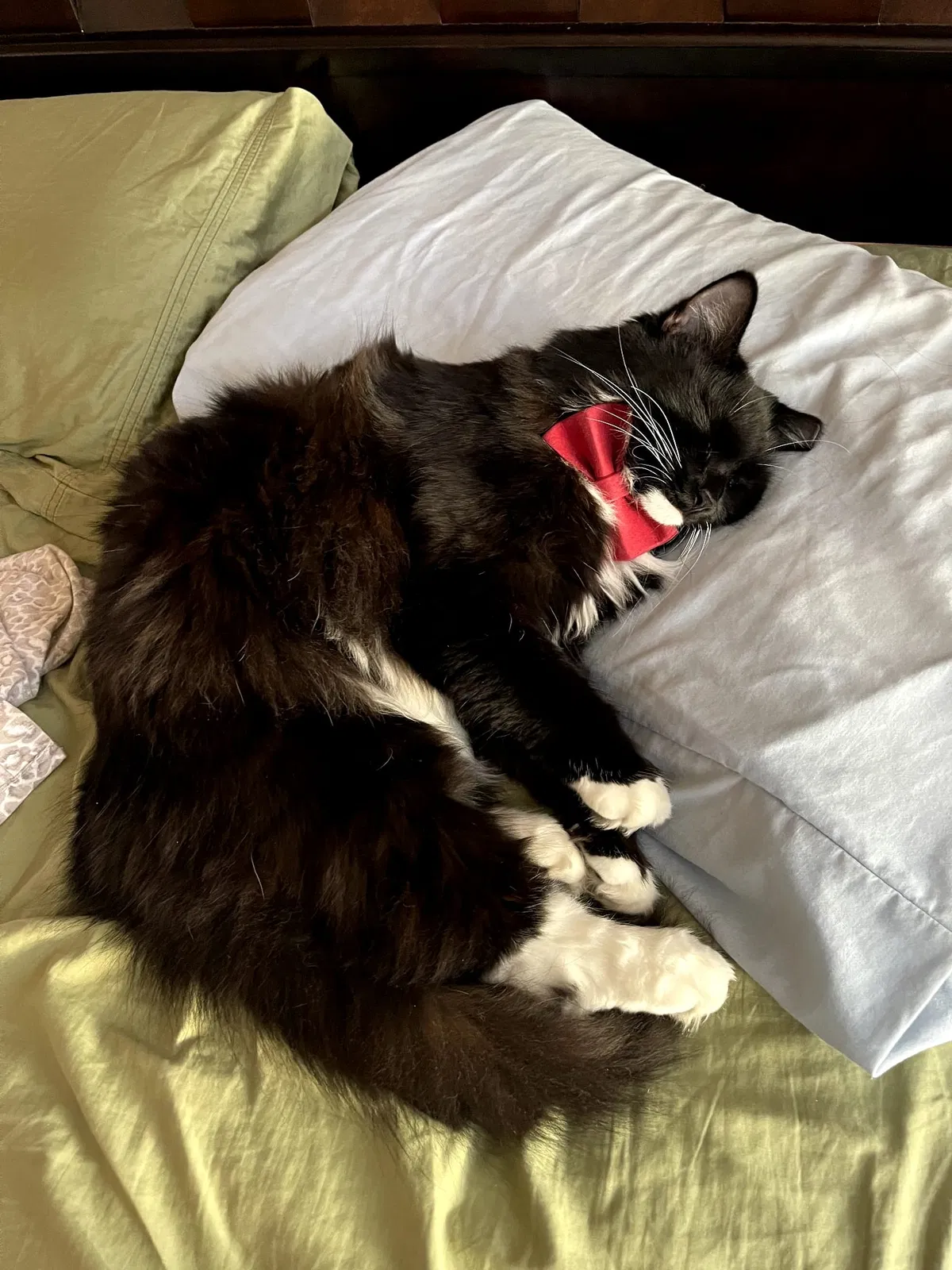 Lost cat in Boynton Beach, FL, 33436