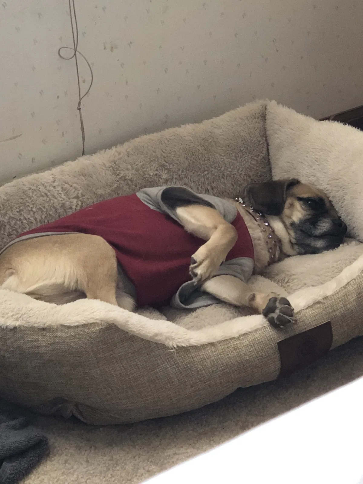 Lost dog in Aurora, CO, 80014