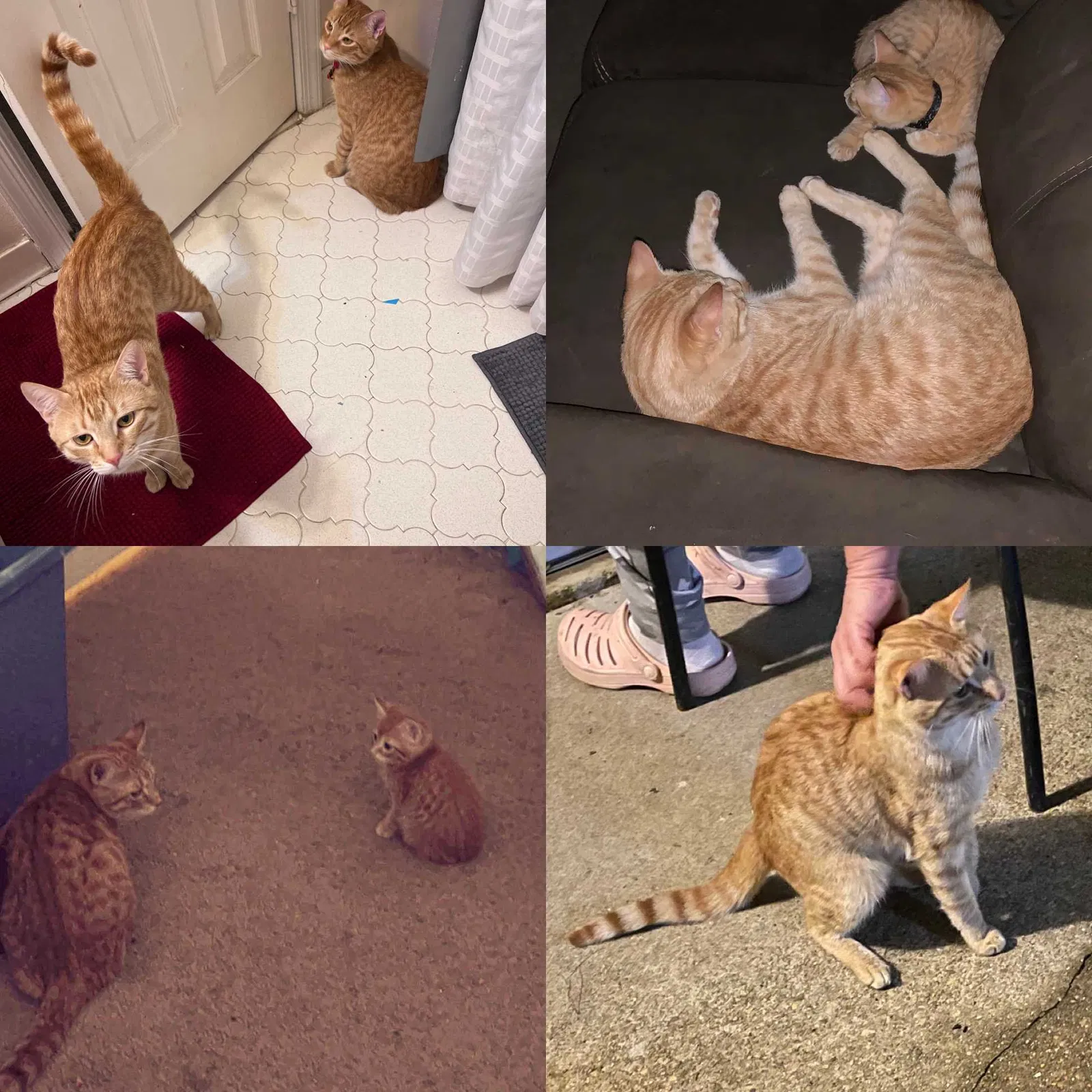 Lost cat in Newport News, VA, 23602