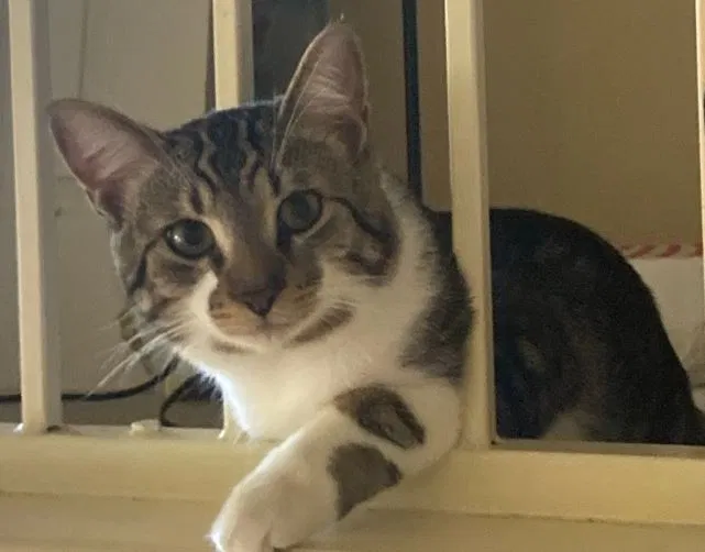 Lost cat in Austin, TX, 78748