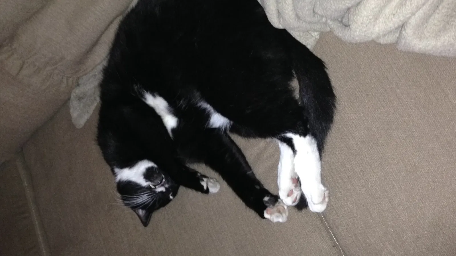 Lost cat in Arlington, TX, 76015
