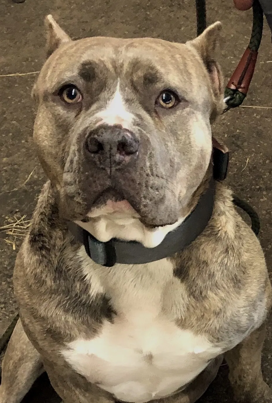 Lost dog in Benton, AR, 72019