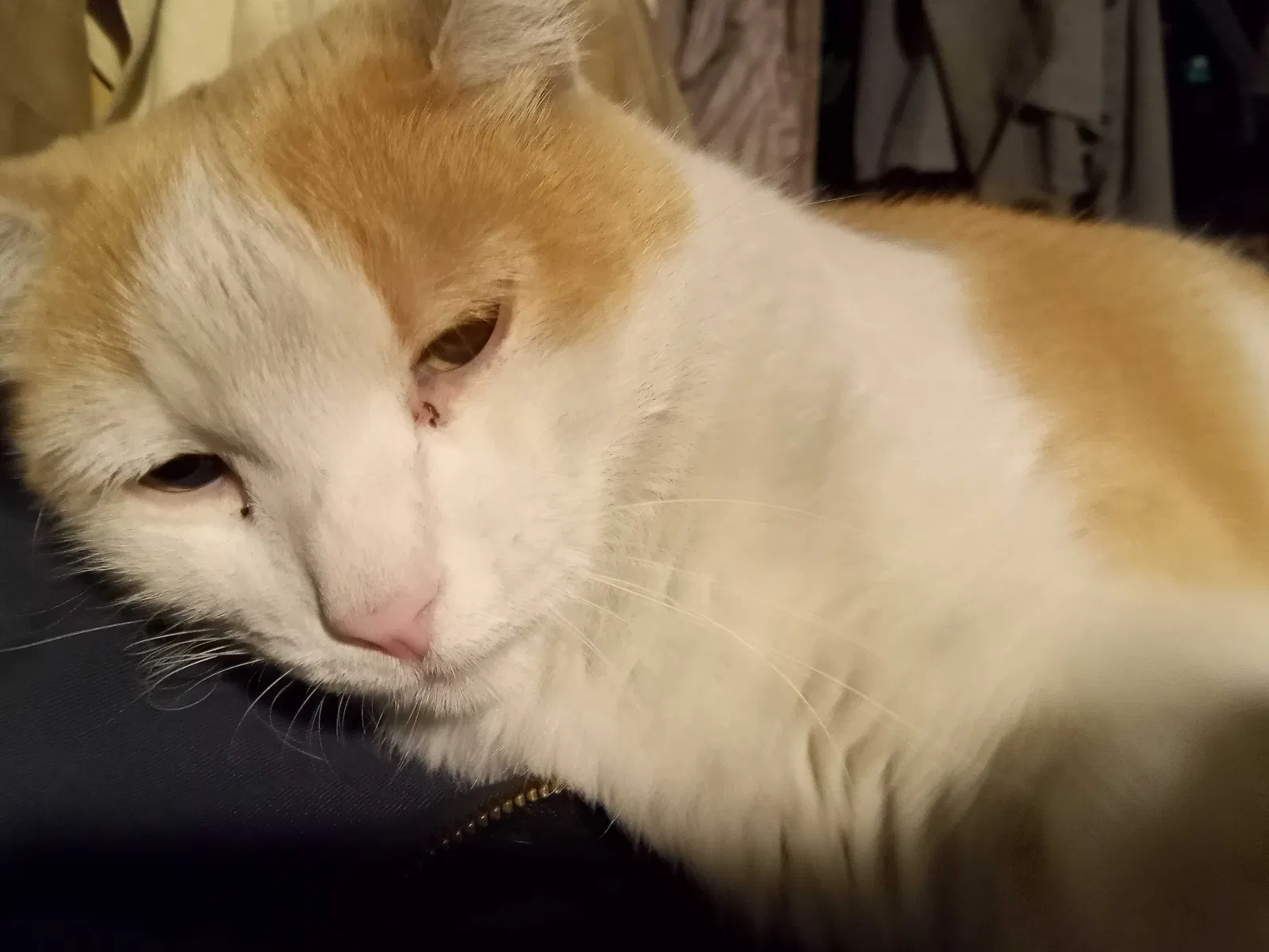 Lost cat in Encino, CA, 91316
