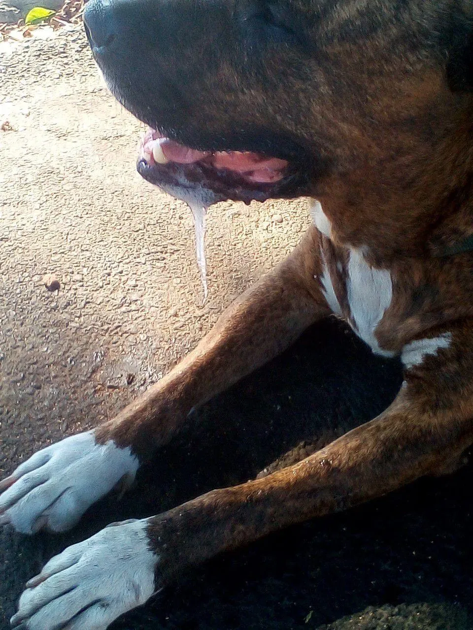 Lost dog in Los Angeles, CA, 90013