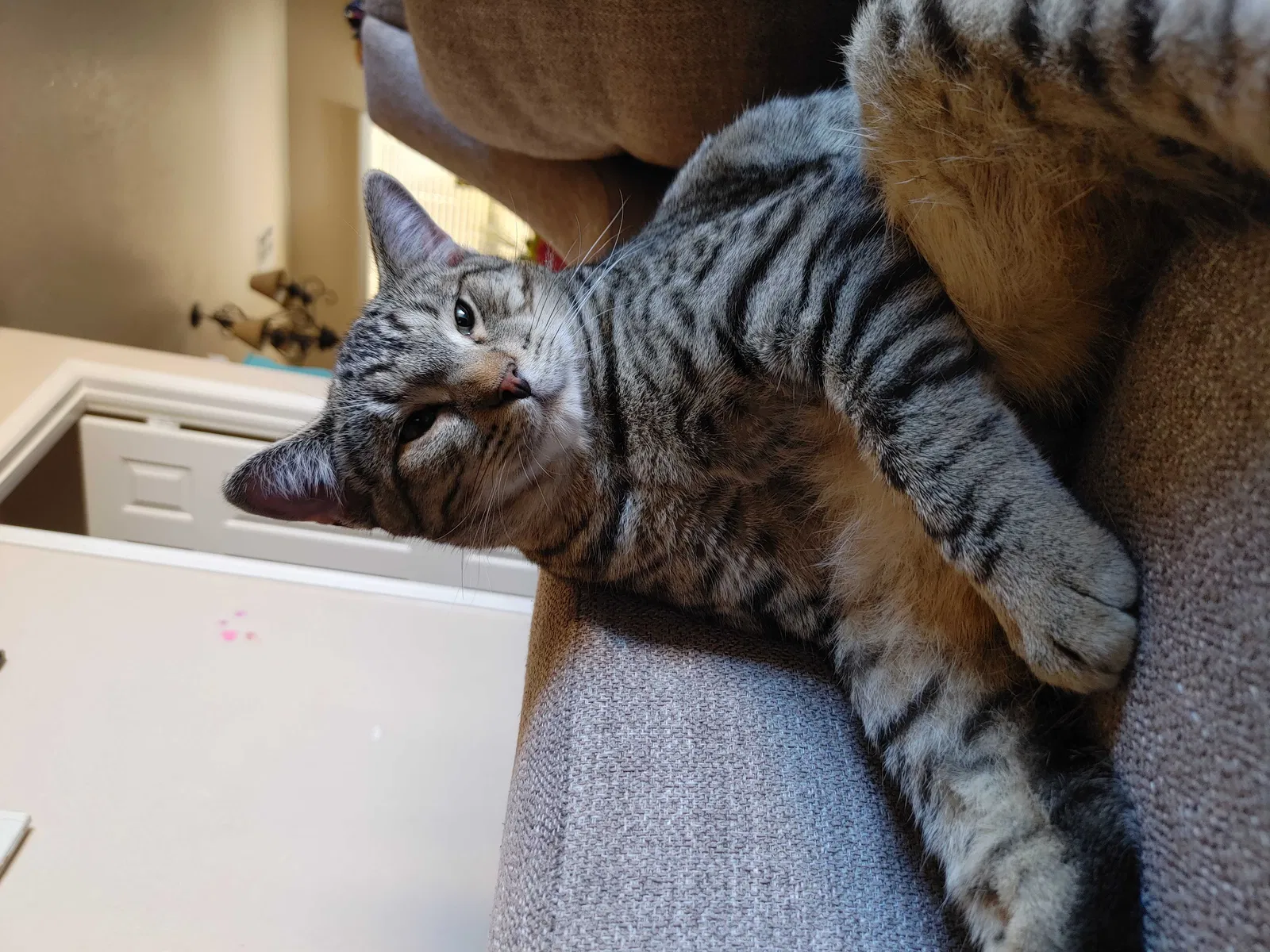 Lost cat in Las Vegas, NV, 89148