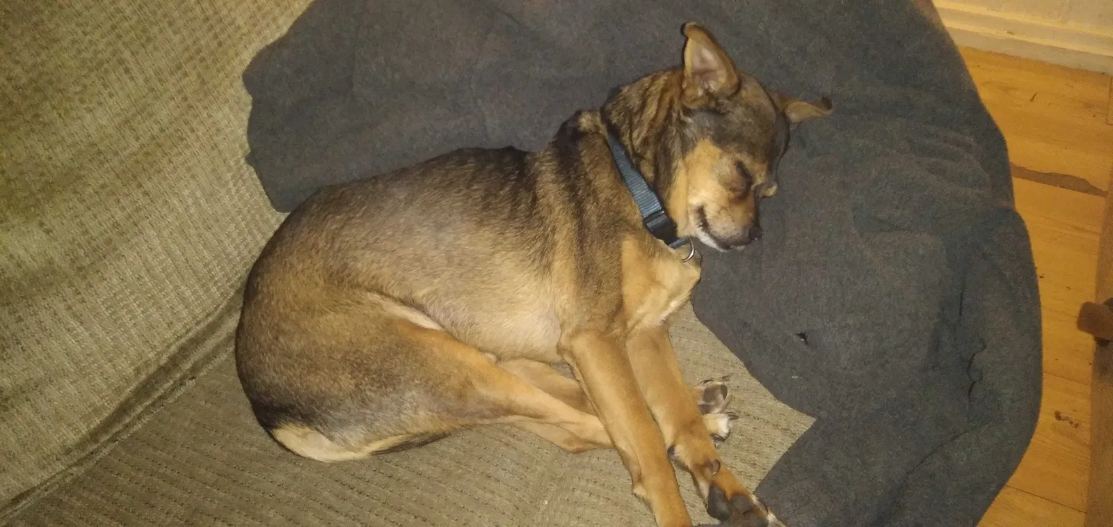 Lost dog in Goose Creek, SC, 29445