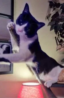 Lost cat in Texarkana, TX, 75503