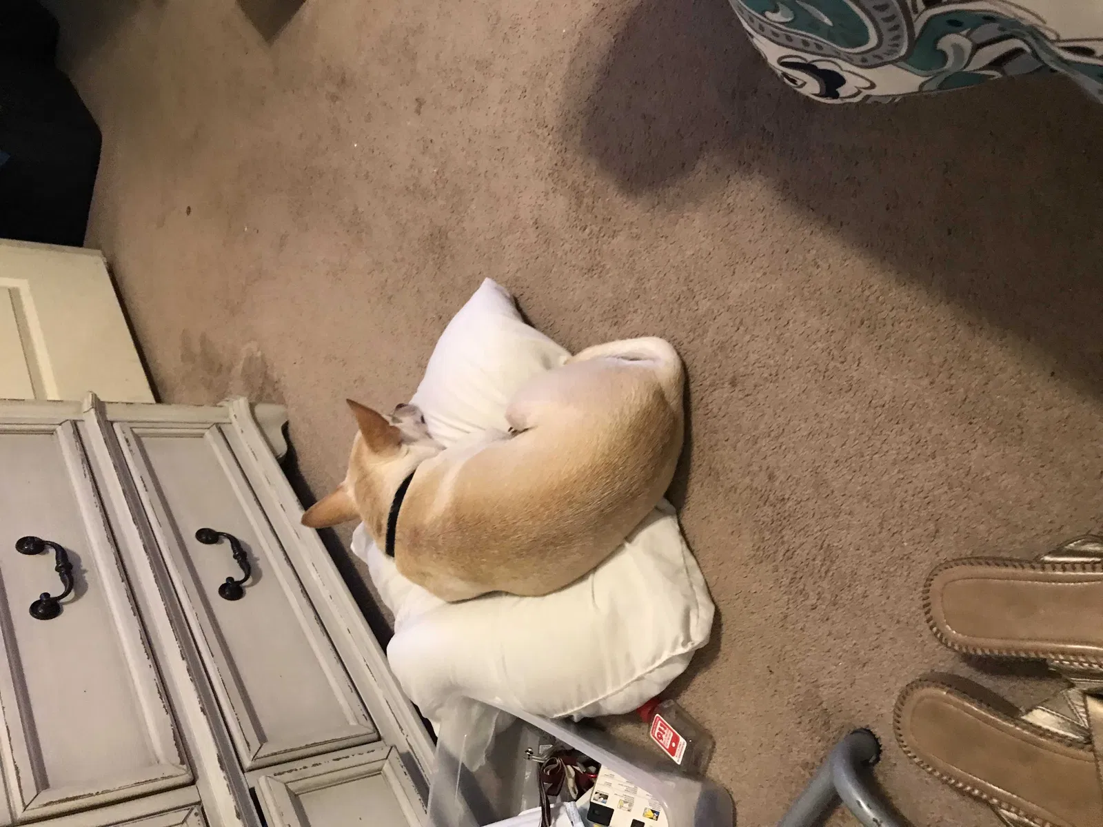 Lost dog in Galveston, TX, 77551