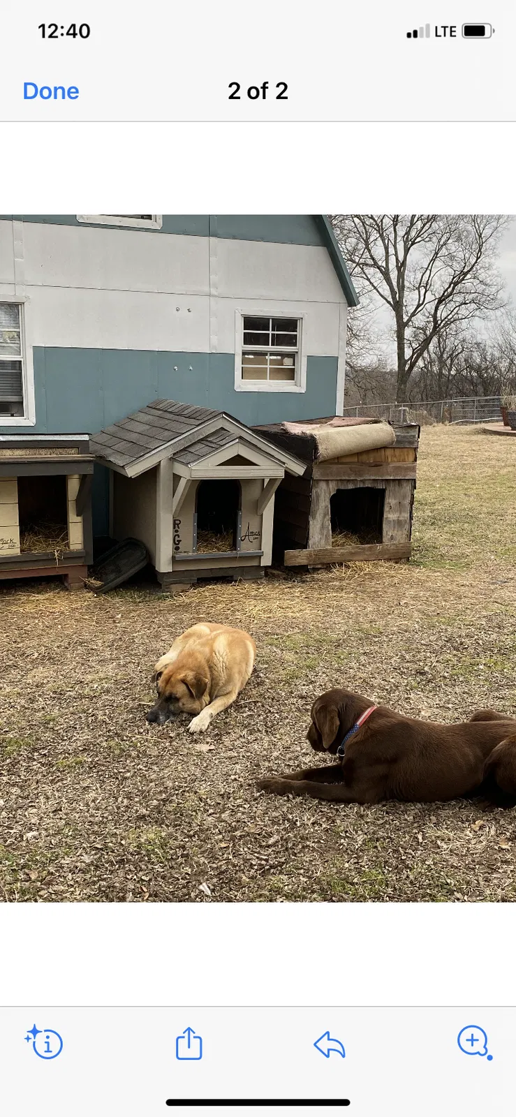 Lost dog in Fort Gibson, OK, 74434