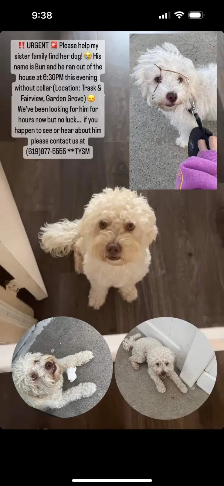 Lost dog in Garden Grove, CA, 92843