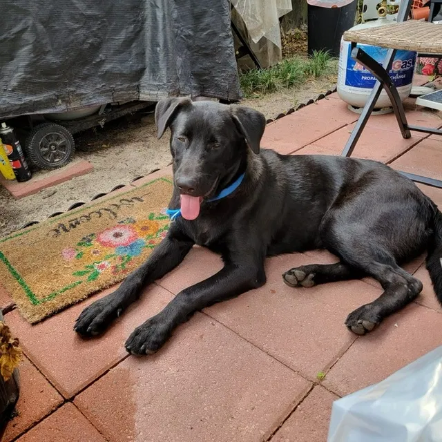 Found dog in Houston, TX, 77071