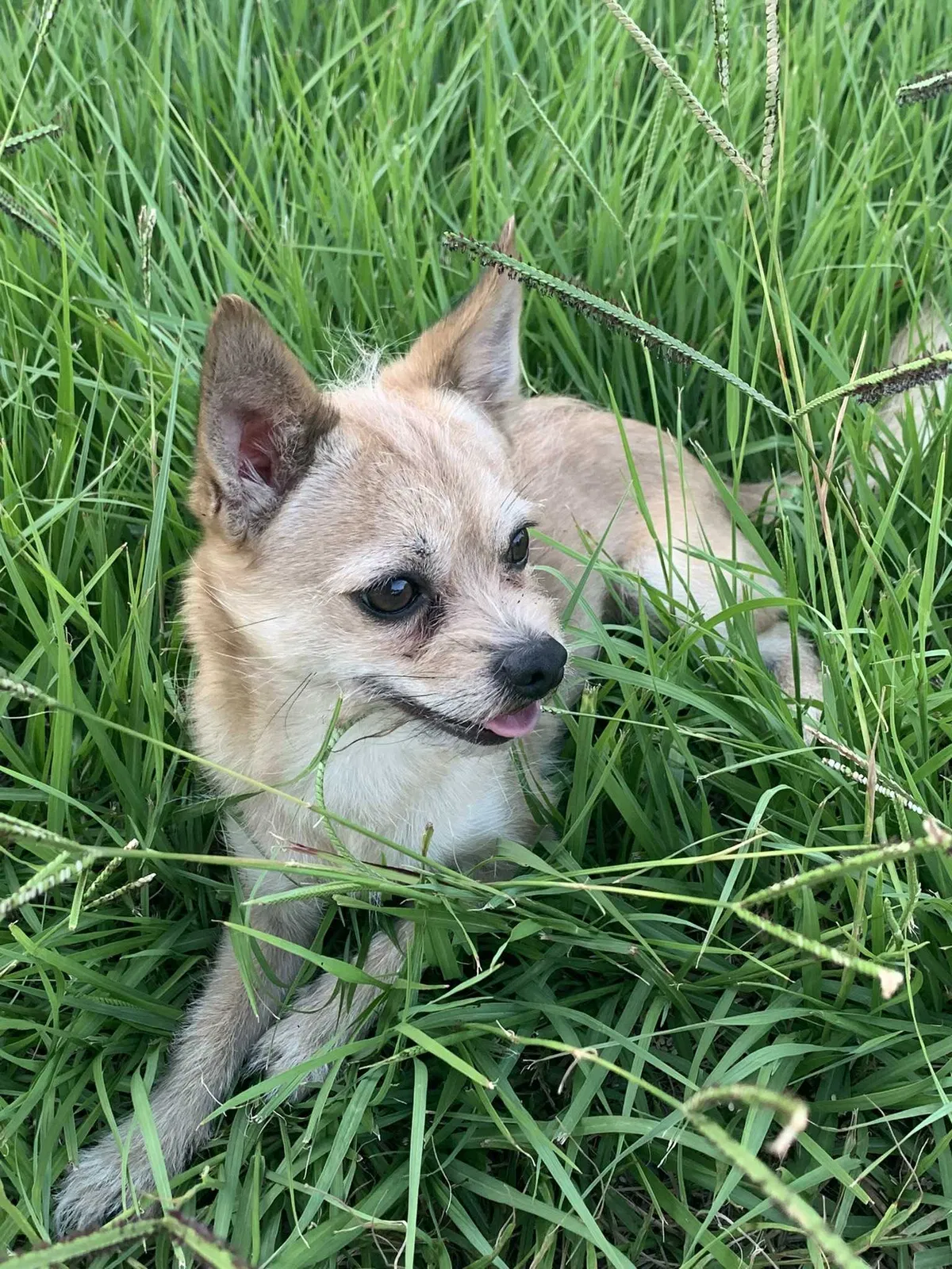 Lost dog in Mesquite, TX, 75149