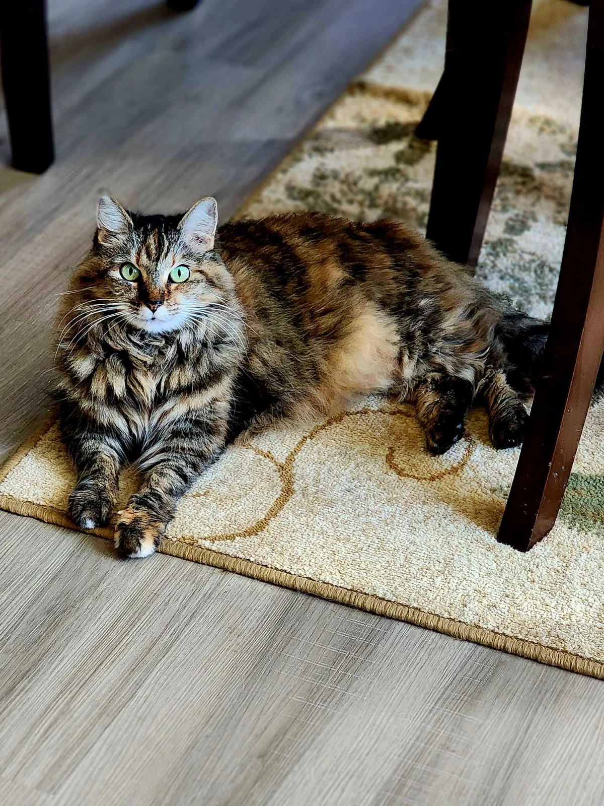 Lost cat in Hockley, TX, 77447