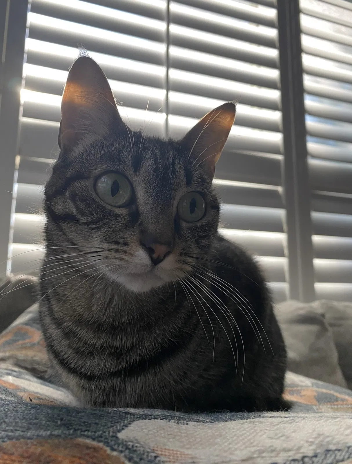 Lost cat in Tomball, TX, 77377