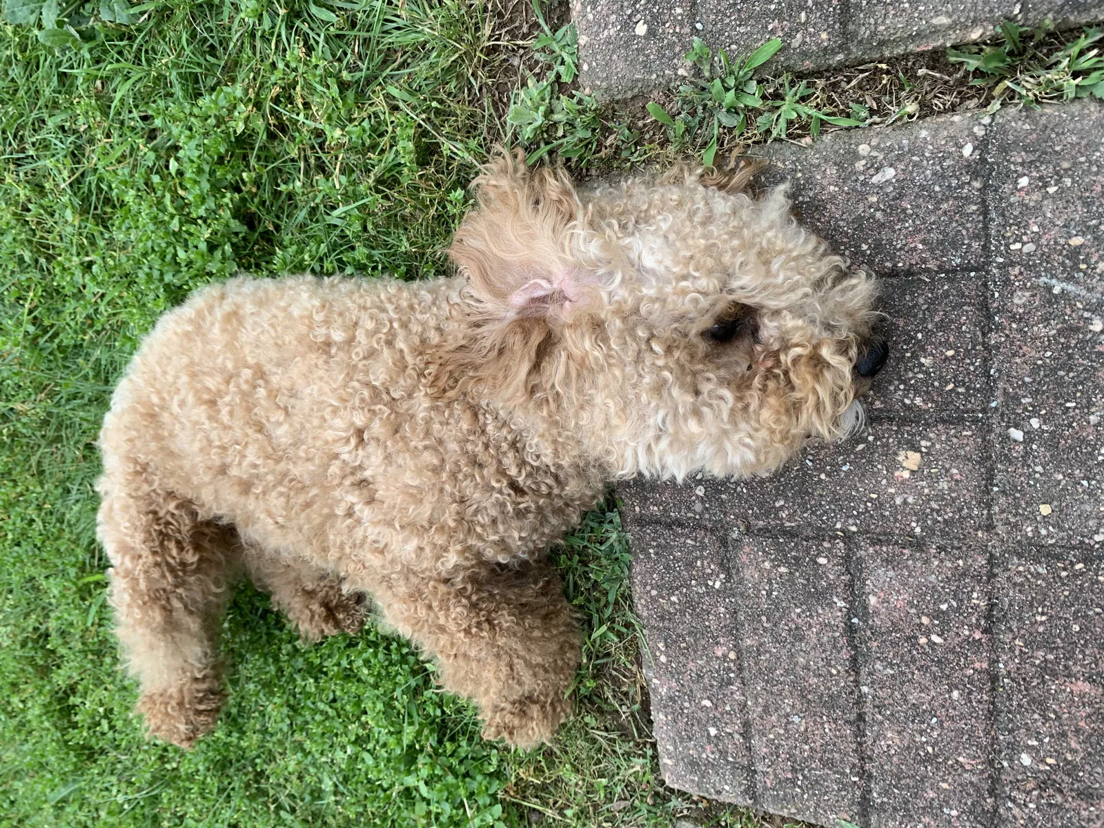Lost dog in York, PA, 17408