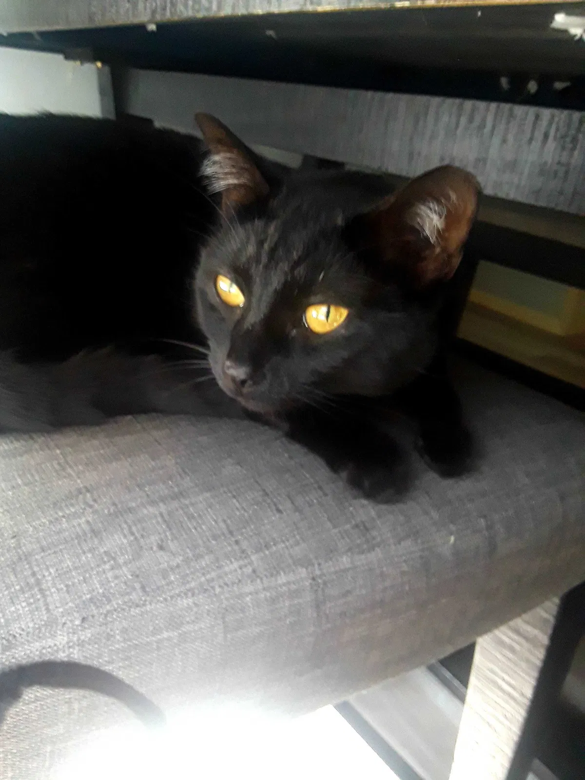 Lost cat in Carrollton, TX, 75006