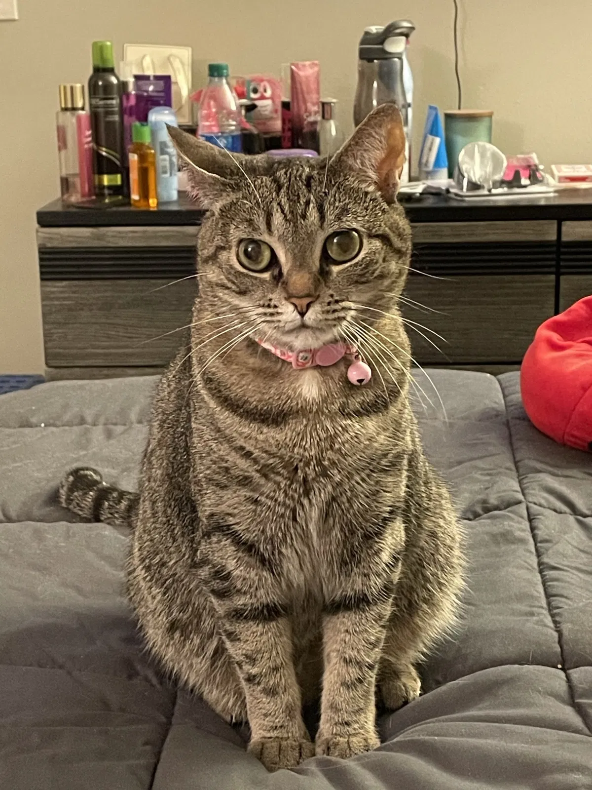 Lost cat in Ocala, FL, 34471