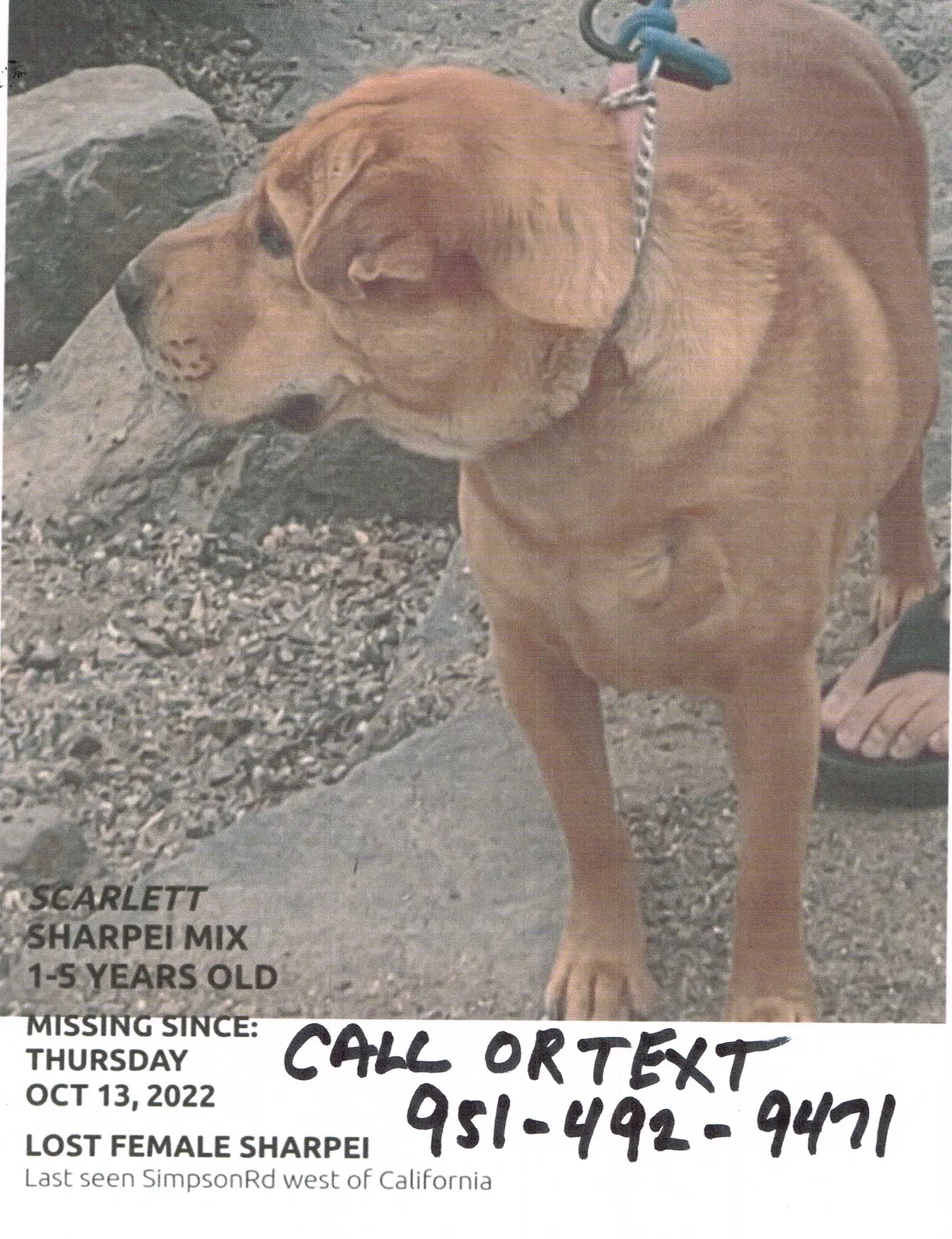 Lost dog in Winchester, CA, 92596