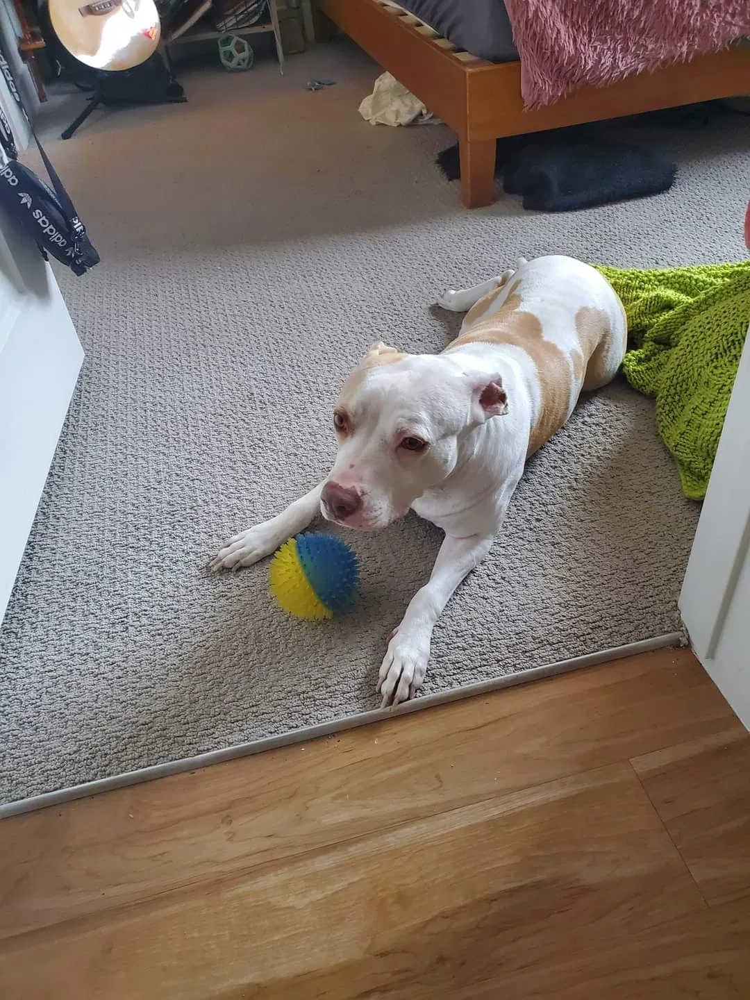 Lost dog in Denver, CO, 80202