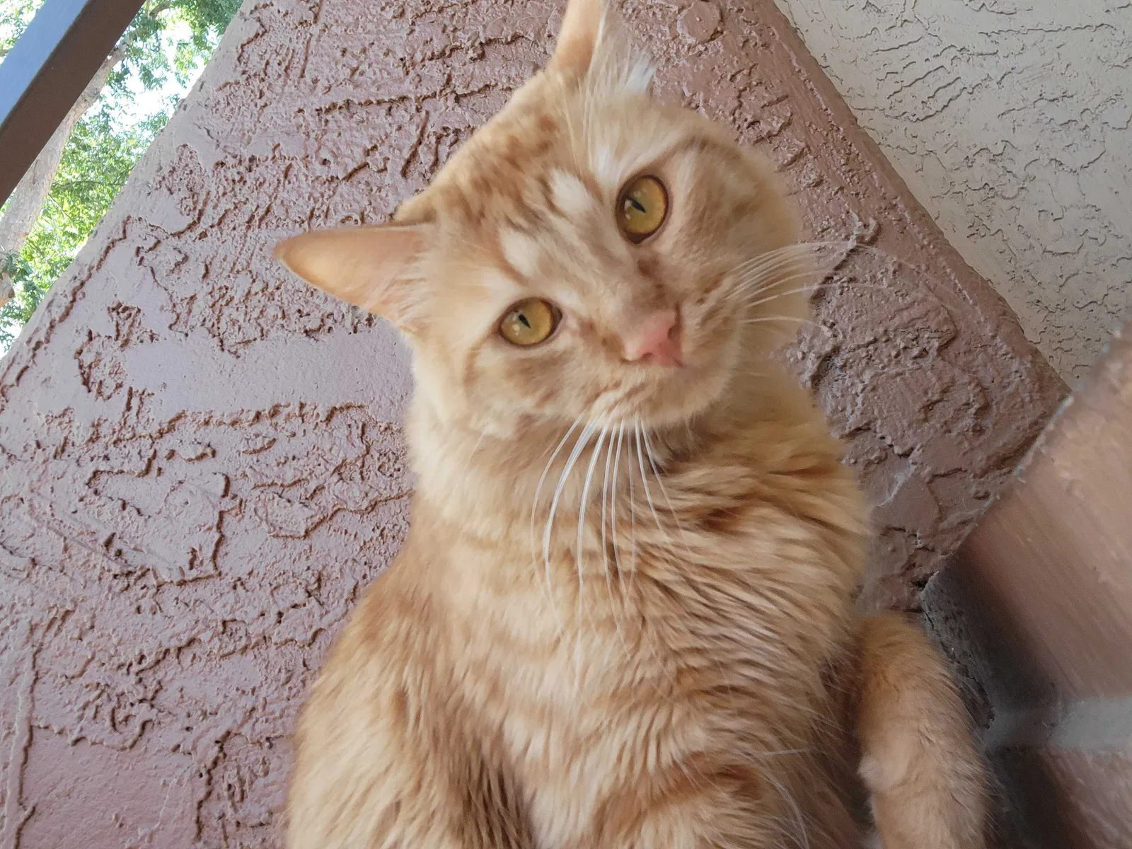 Lost cat in Gilbert, AZ, 85233