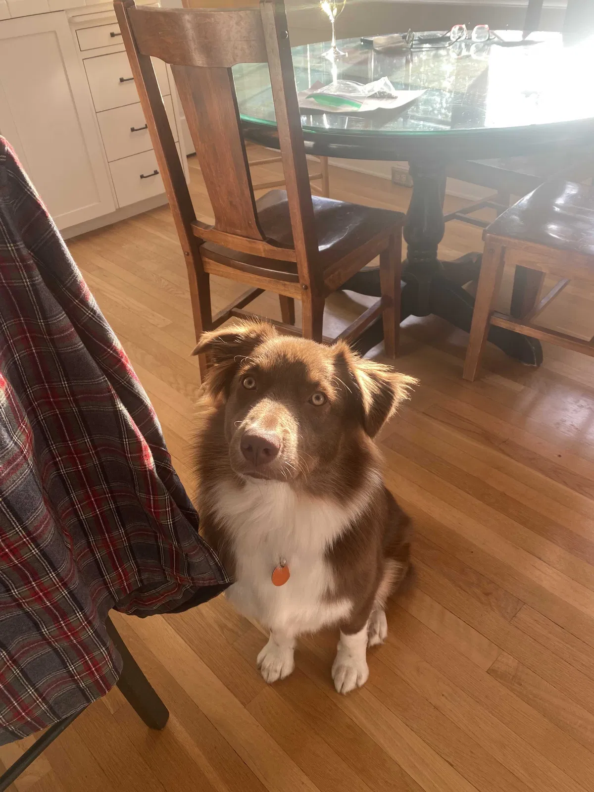 Lost dog in Salt Lake City, UT, 84105