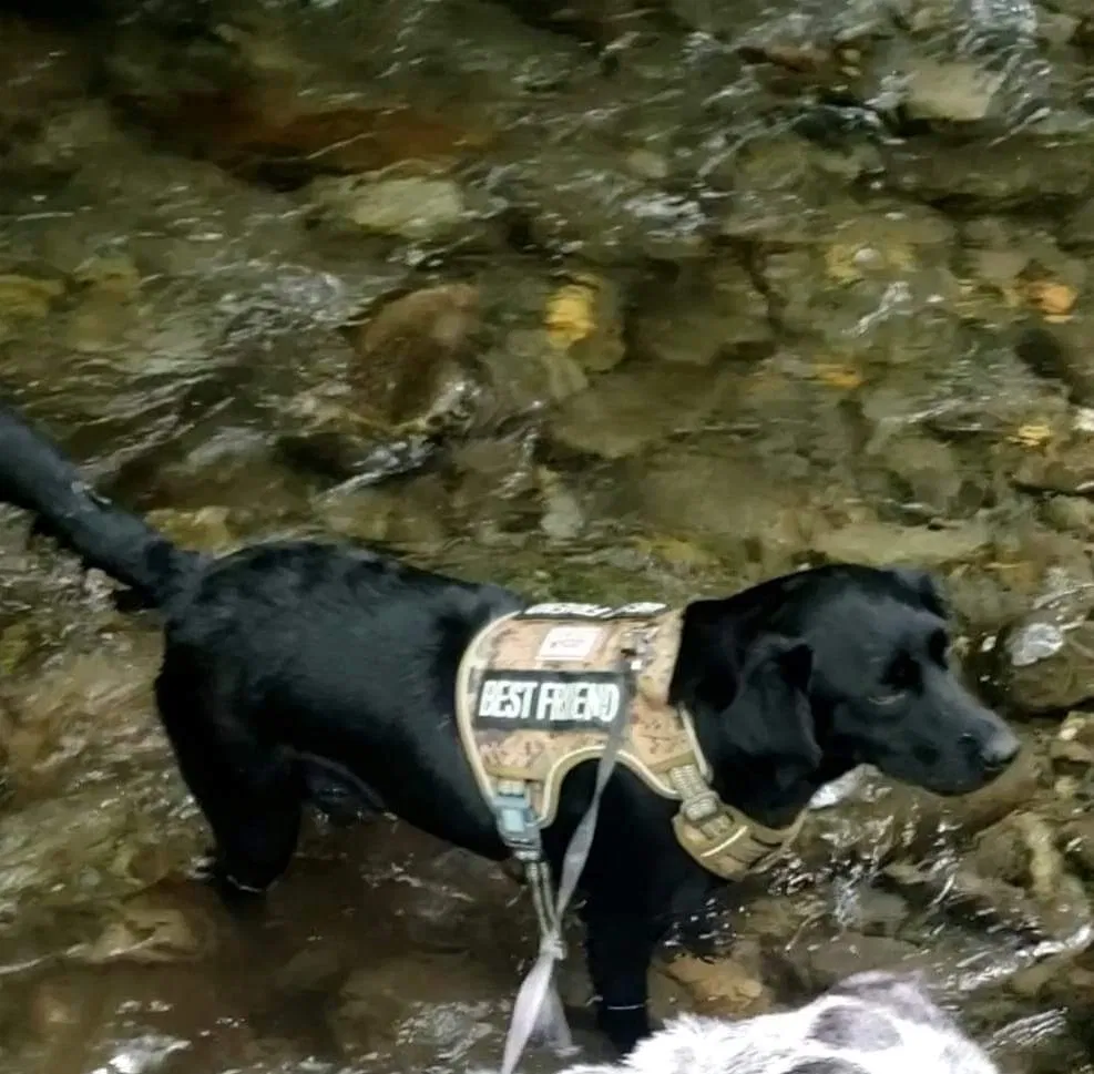 Lost dog in Dandridge, TN, 37725