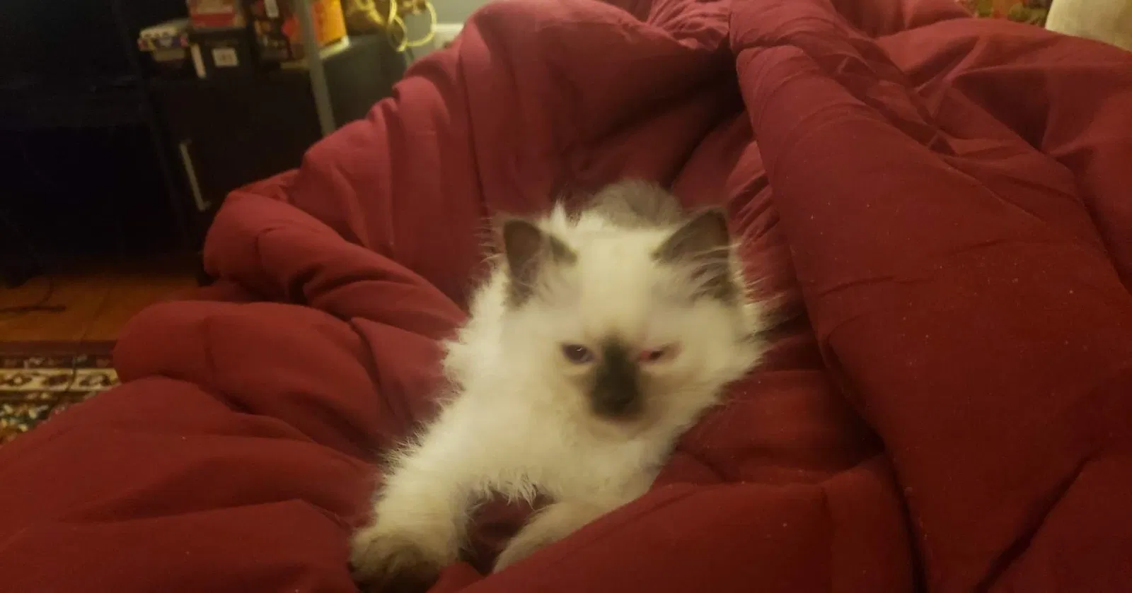 Lost cat in Grandview, MO, 64030
