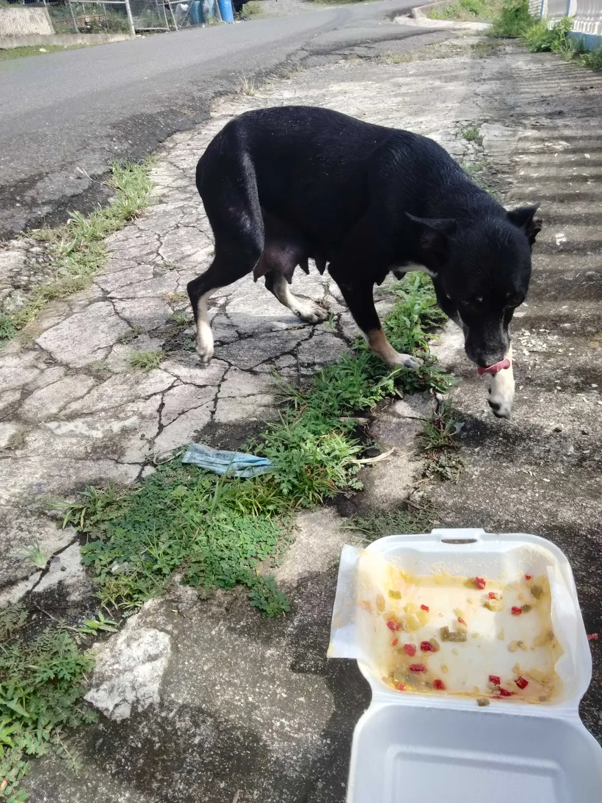Found dog in Comerio, PR, 782
