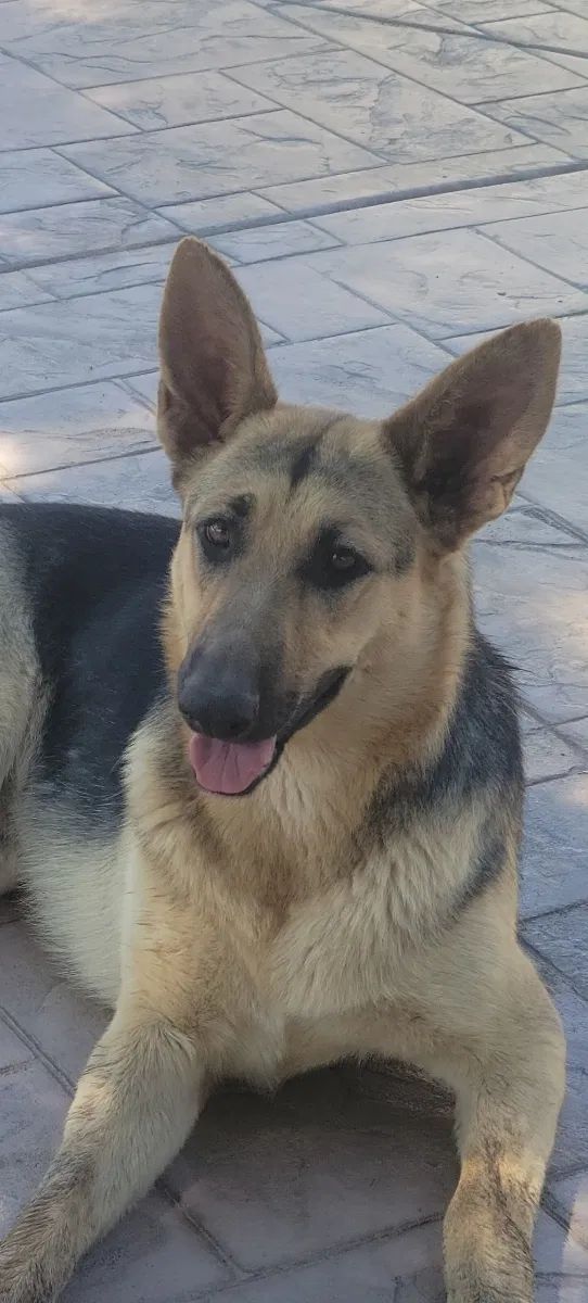 Lost dog in Alpine, CA, 91901
