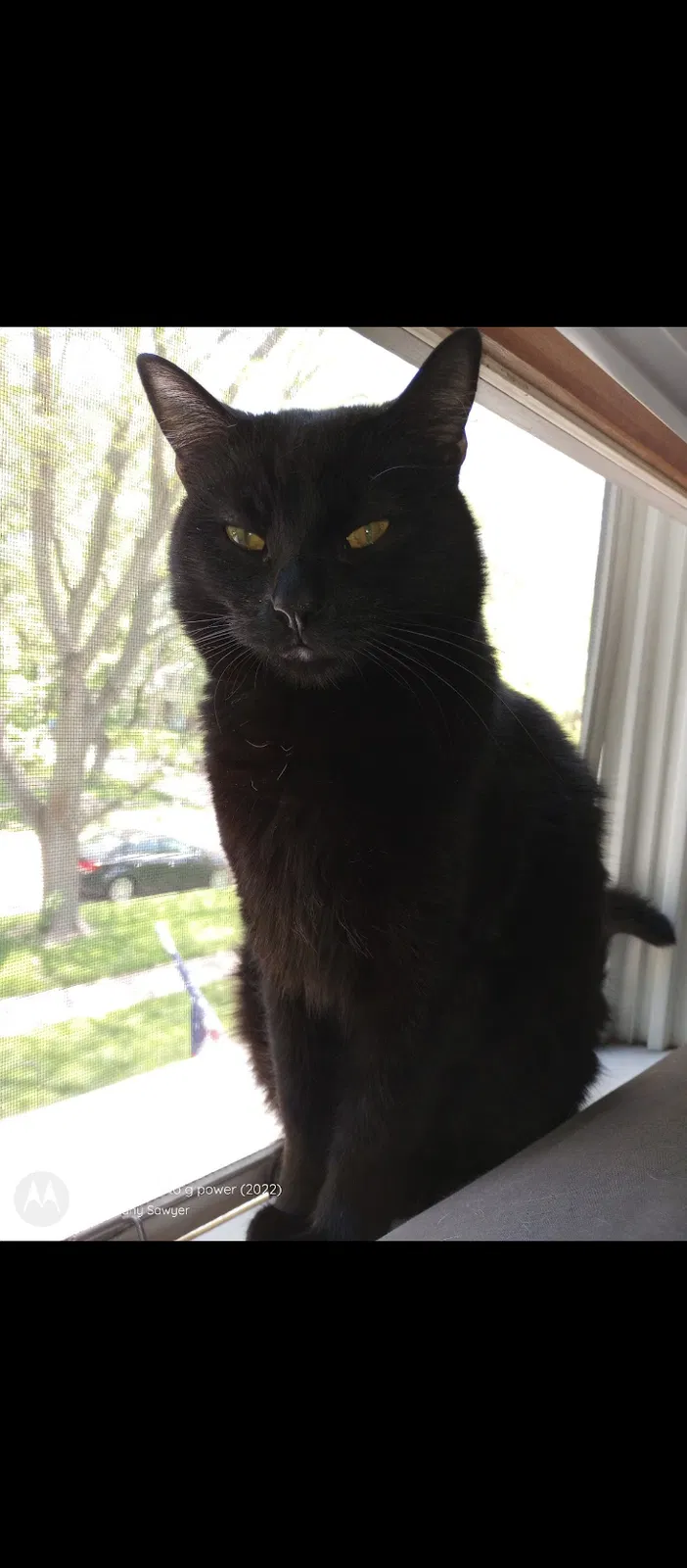 Lost cat in Saint Charles, IL, 60174
