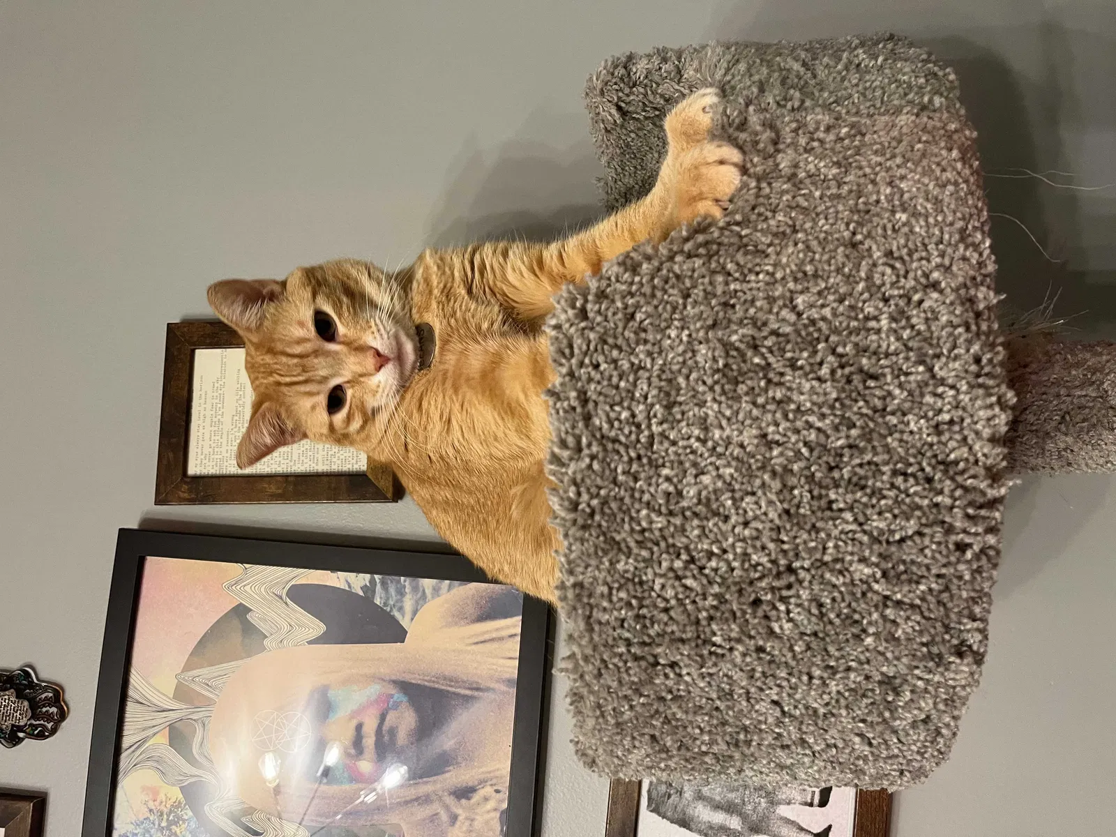 Lost cat in Chicago, IL, 60647