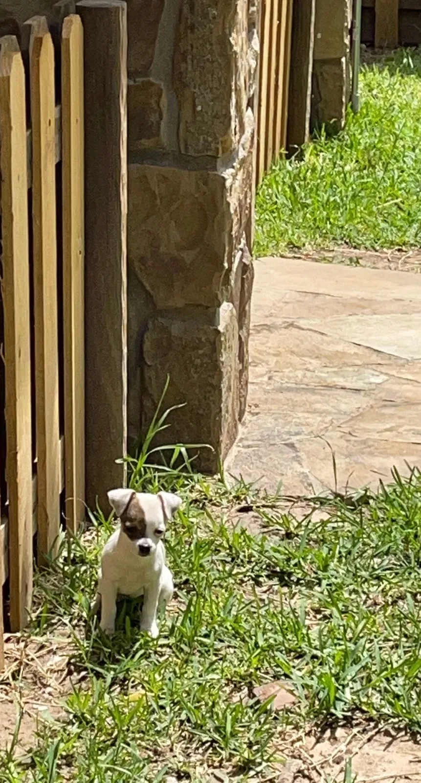 Lost dog in Weatherford, TX, 76086