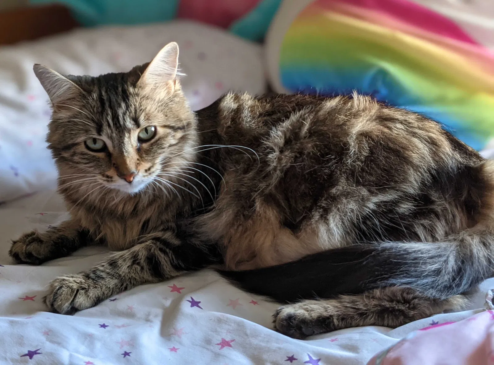 Lost cat in Fort Wayne, IN, 46845