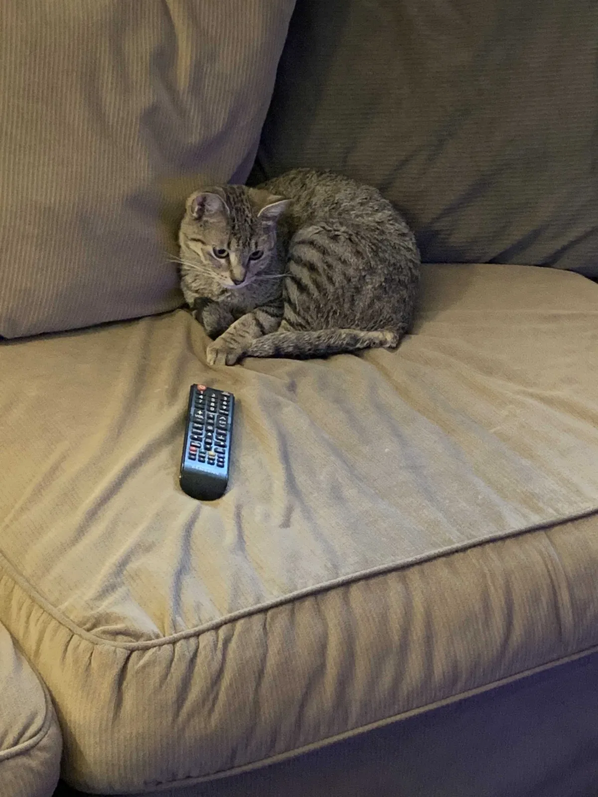 Lost cat in Pueblo, CO, 81006