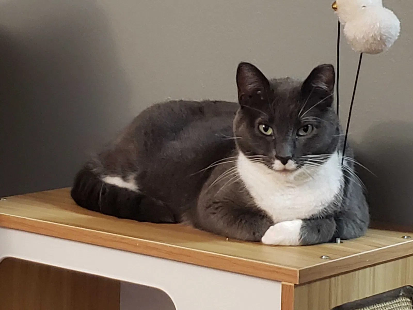 Lost cat in Fort Wayne, IN, 46809