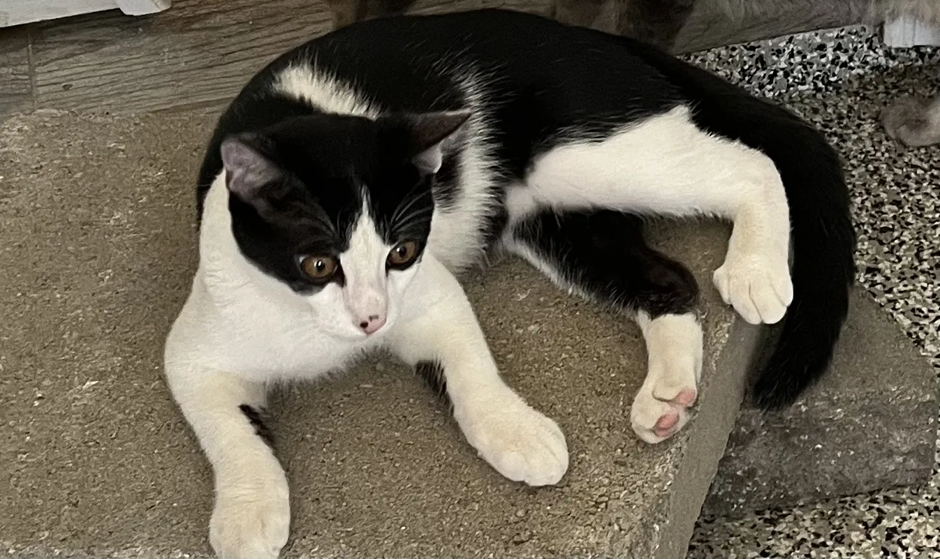 Lost cat in Fallbrook, CA, 92028