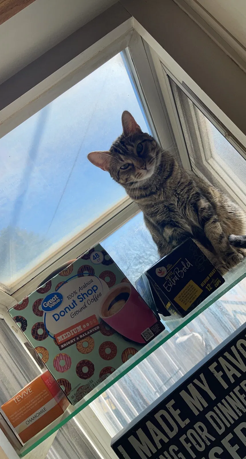 Lost cat in Easton, PA, 18045