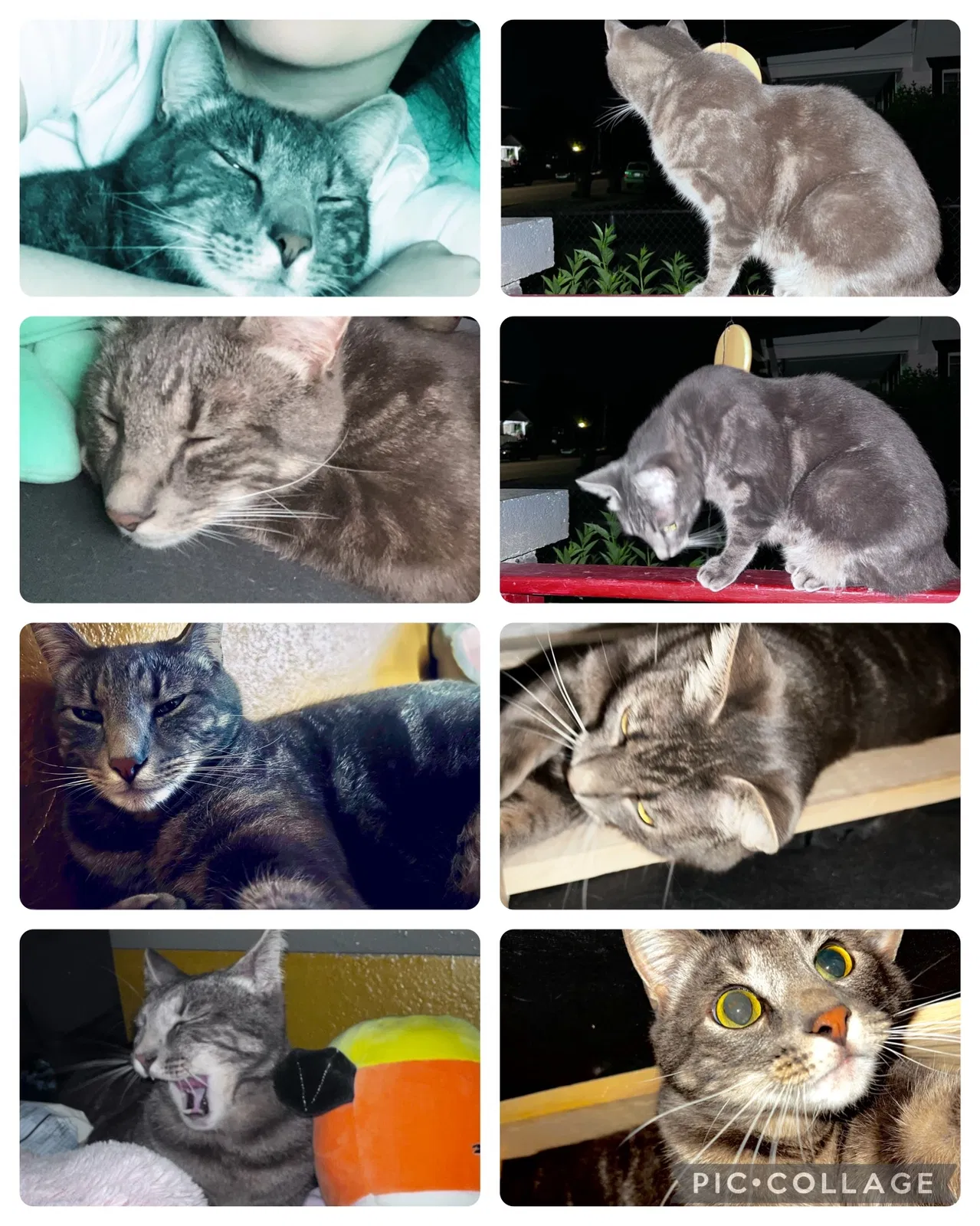 Lost cat in Tacoma, WA, 98418