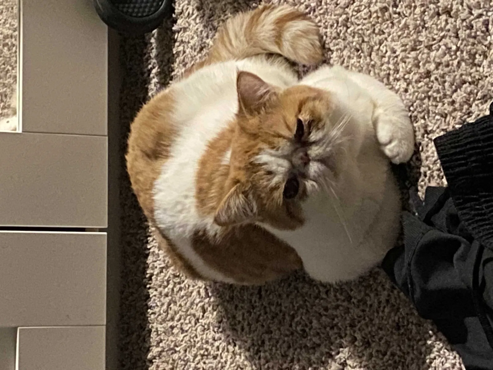 Lost cat in Milwaukee, WI, 53219