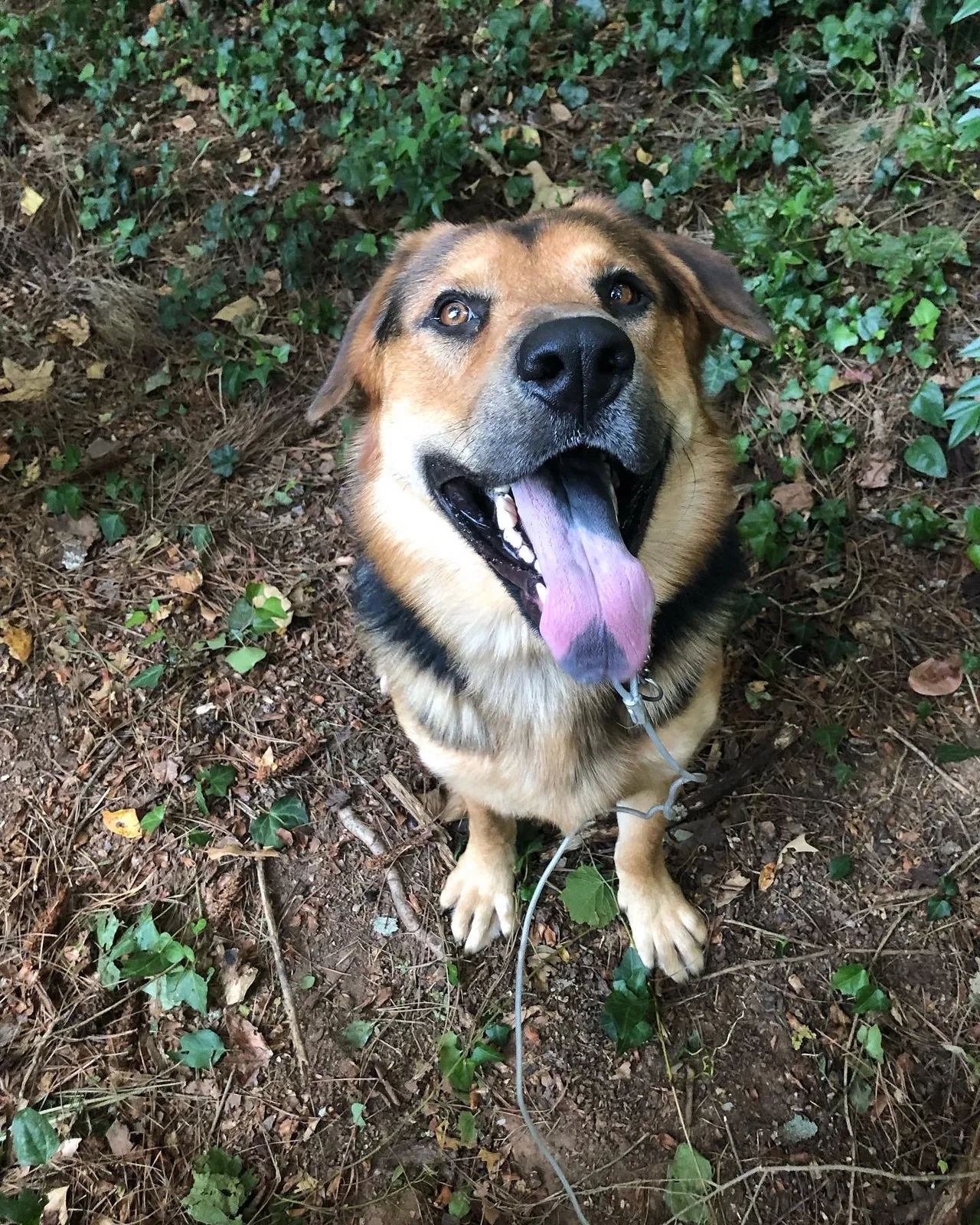 Lost dog in Jonesboro, GA, 30236