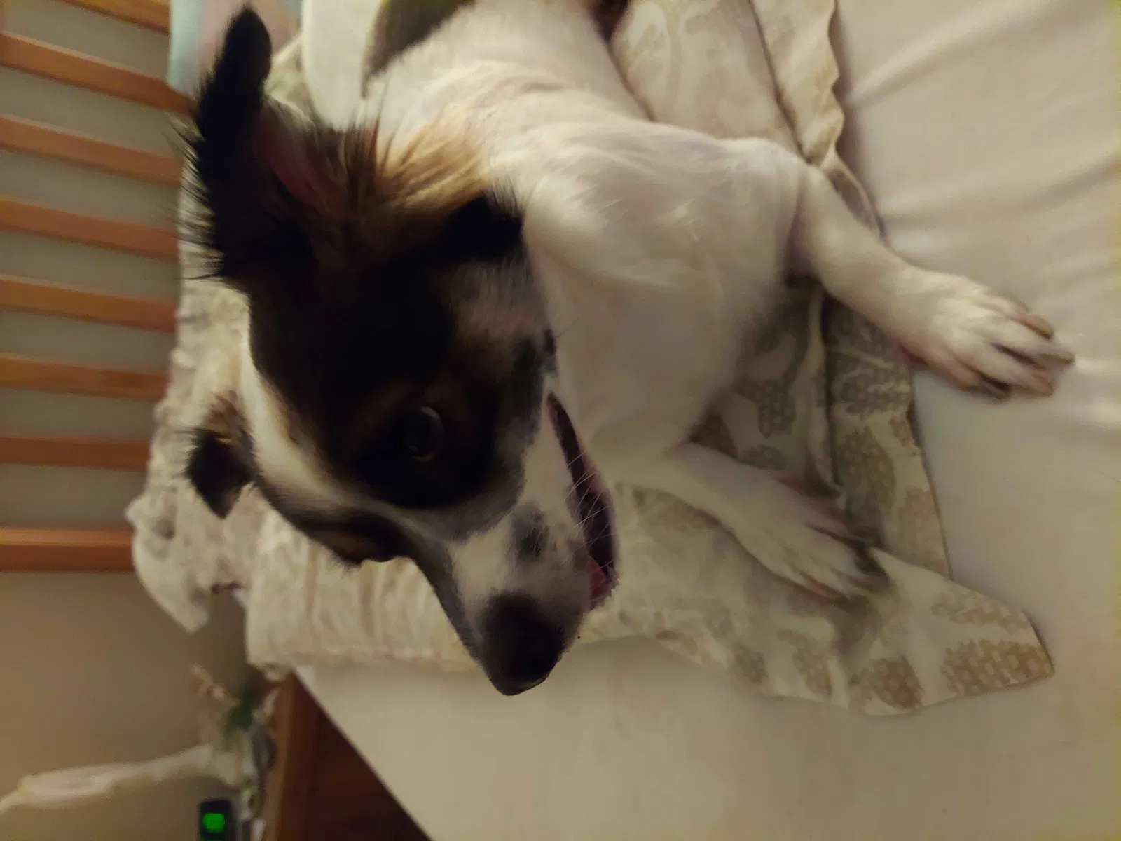 Lost dog in Jensen Beach, FL, 34957
