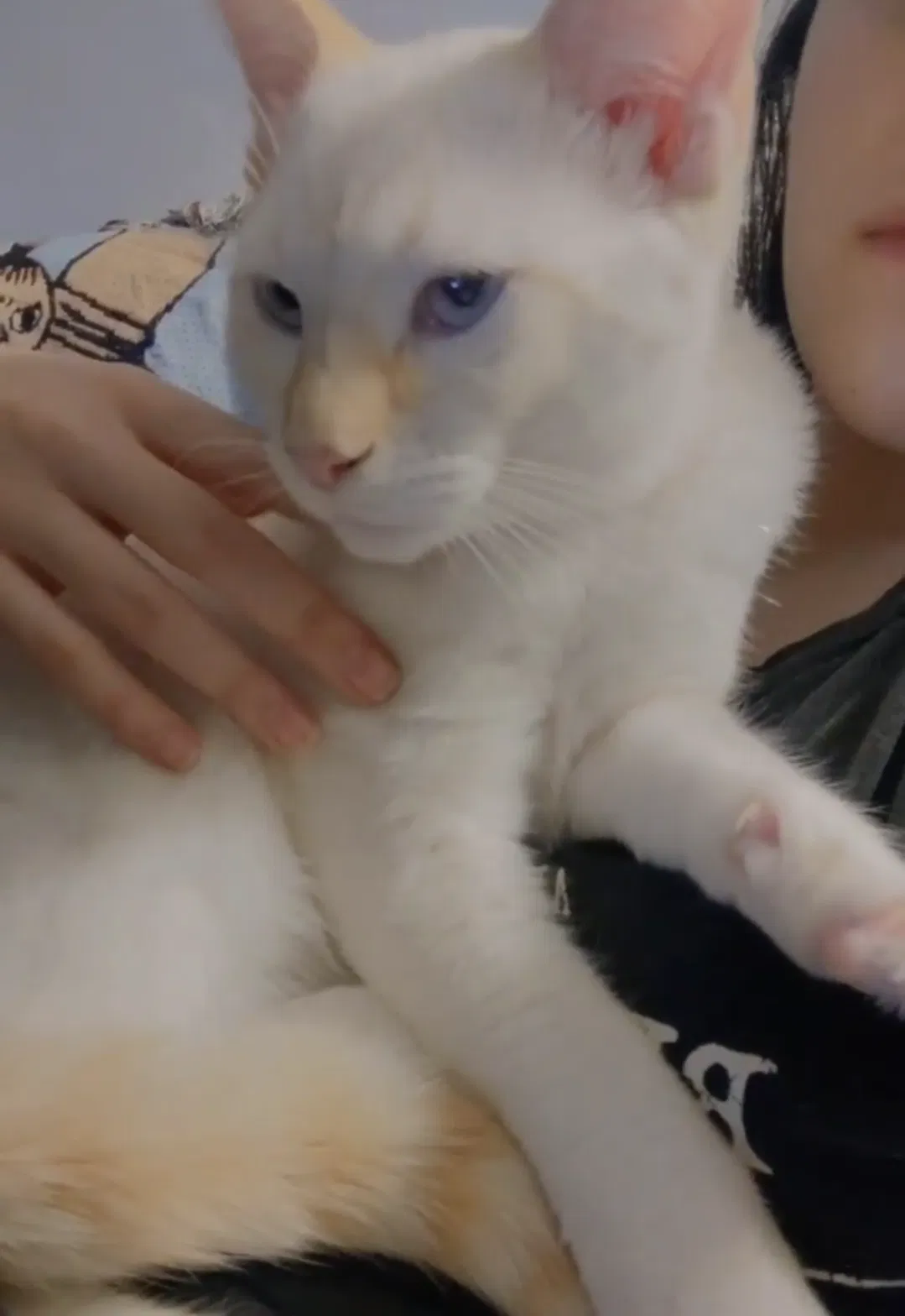 Lost cat in West Hollywood, CA, 90069