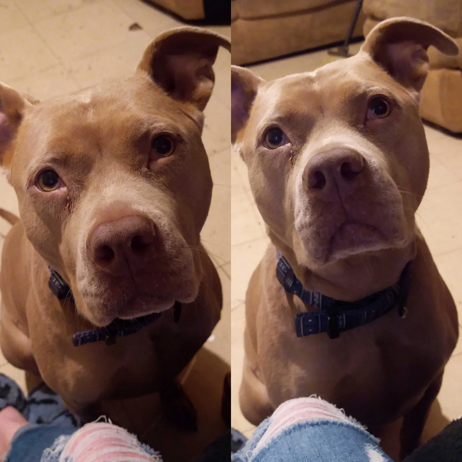 Lost dog in Spartanburg, SC, 29306