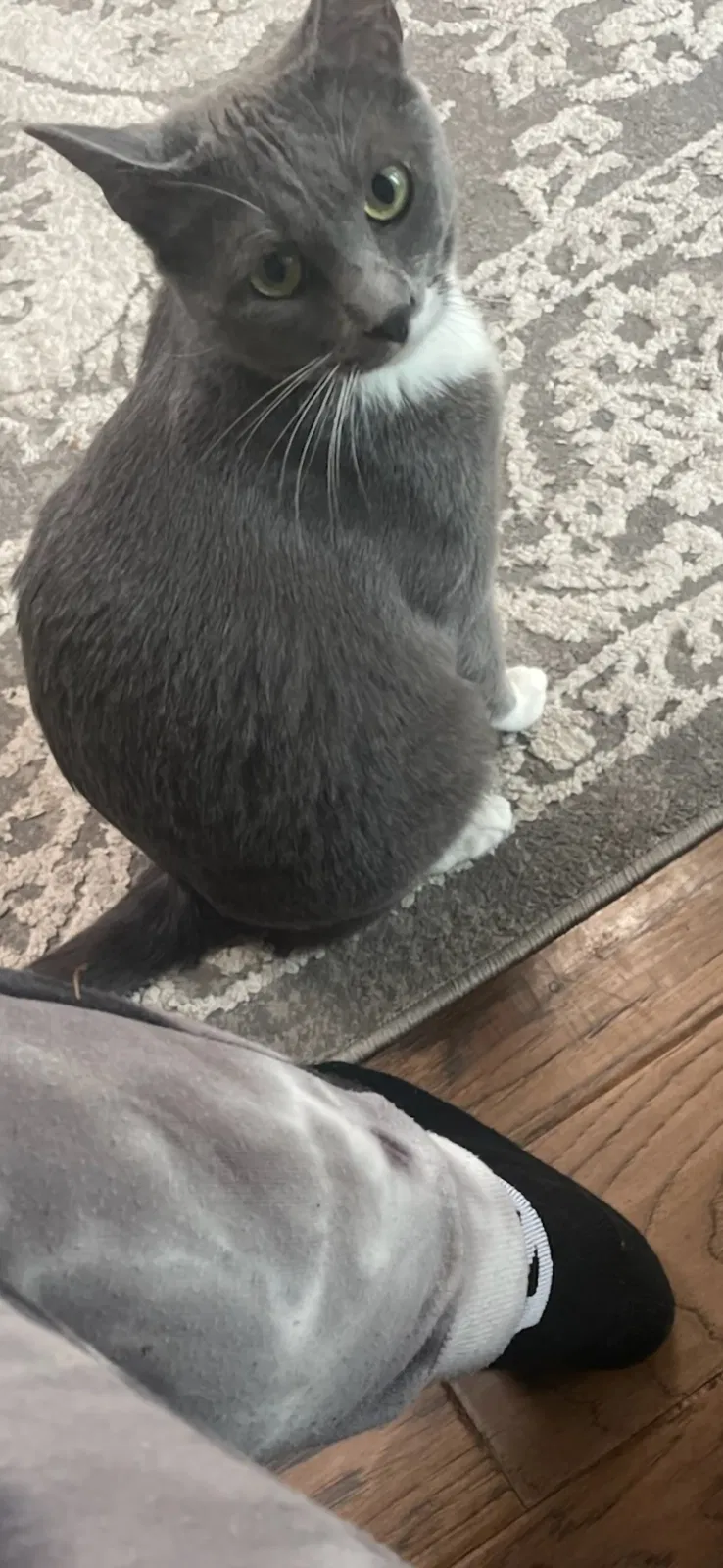 Lost cat in Wichita, KS, 67212