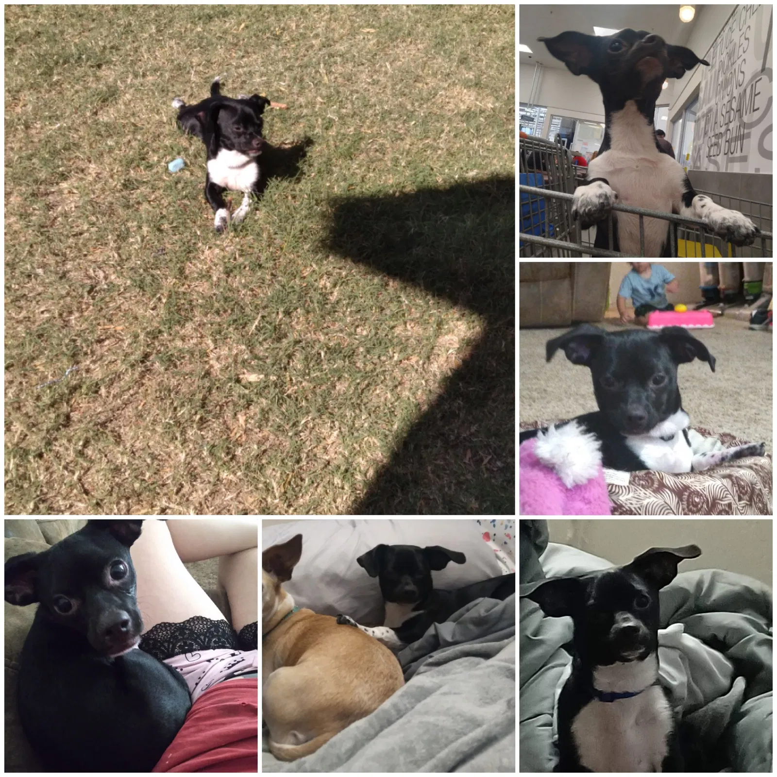 Lost dog in Casa Grande, AZ, 85122