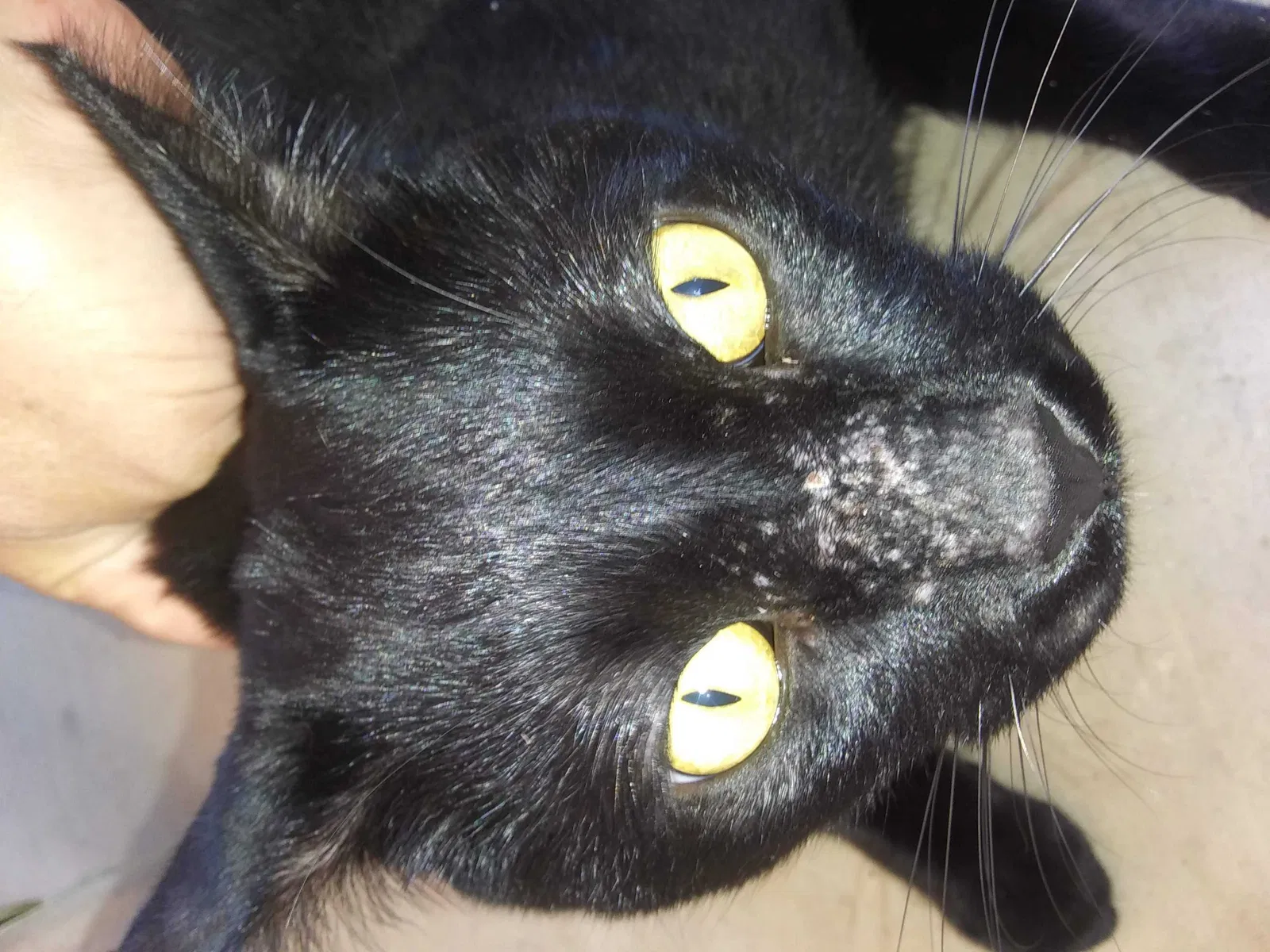 Lost cat in Mesa, AZ, 85215