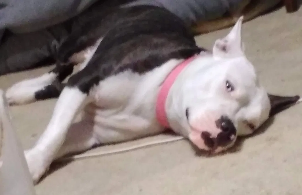Lost dog in Brownwood, TX, 76801