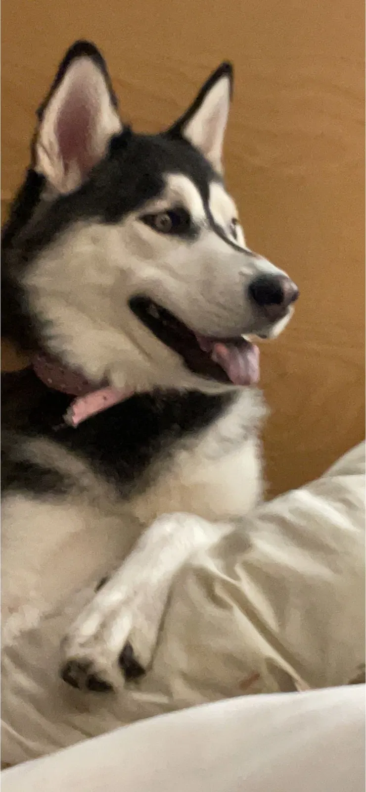 Lost dog in Chula Vista, CA, 91910