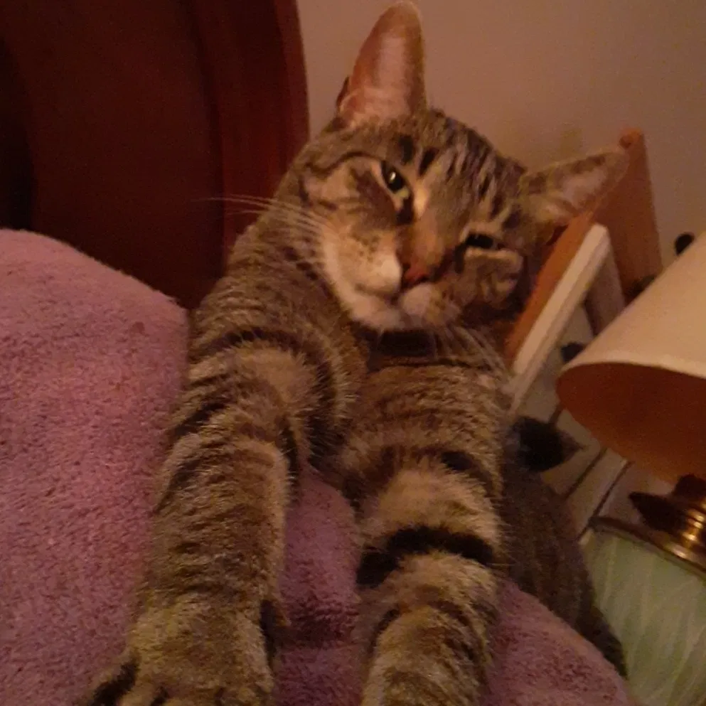 Lost cat in Vicksburg, MI, 49097